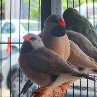 فنچ کرواتی