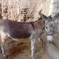 الاغ|حیوانات مزرعه|لاران, |دیوار