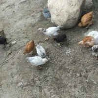 جوجه محلی کرچ شو