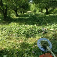 چیدن علف داخل باغ و باغچه