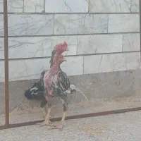 خروس لاری