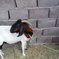 گوسفند بز