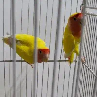 یک جفت عروس هلندی و دو جفت کوتوله مولد