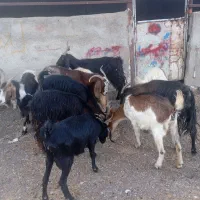 بز .