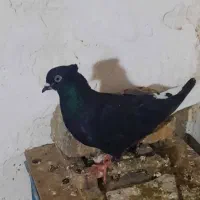 یک جفت دم سفید ۲میلیون تخفیم هم دار