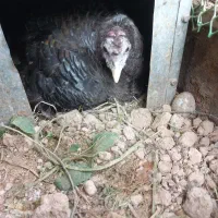 بوقلمون کرچ و غیر کرچ فقط ماده