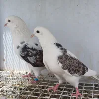 کبوتر