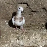 کبوتر المانی