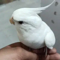 عروس هلندی دستی است