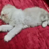 گربه