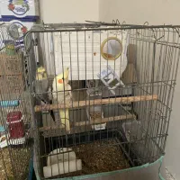 عروس طوطی و فنج بهمراه قفس