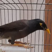 معاوضه مرغ مینا با قناری