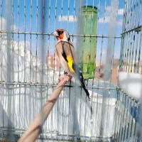 سهره نر