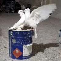 کبوتر