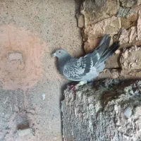 سبز نر گرفتنی رباط...