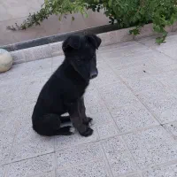 ژرمن میکس هاسکی