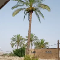 کنه زدن درخت نخل داخل حیاط