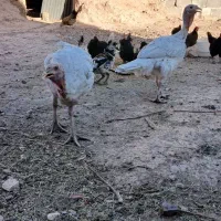 بوقلمون گوشتی