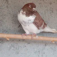 فروش یامعاوضه