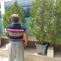 کامیس