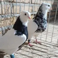 کبوتر پشت دری یازیری