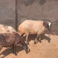 میش بره دار