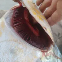 ماهی بدون خار