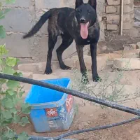سگ مالینویز ماده