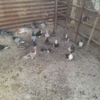 کفتر