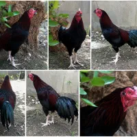 خروس سرحال