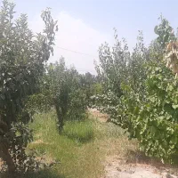 2000متر-باغچه-احمد-آباد-مستوفی