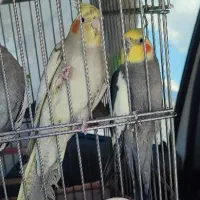 عروس هلندی جفت
