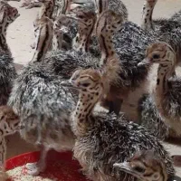 جوجه شترمرغ ازیک روزه تا5ماهه برای قصابی