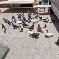 تعدادی سیاهپوش