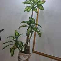 گل طبیعی دیفین باخیا