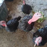 بوقلمون۲۵۰۰۰۰۰