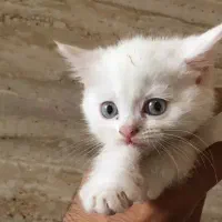 فروش گربه میکس پرشین اسکاتیش