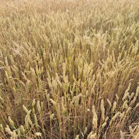 گندم|خدمات باغبانی و درختکاری|اردبیل, |دیوار