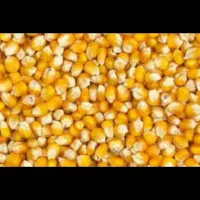 بذر ذرت