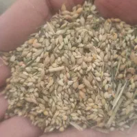 ارزن درجه ۳ مناسب دان پرنده و مرغ