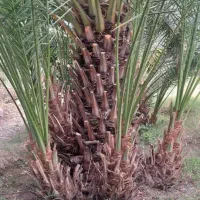 فروش پاجوش و بچ نخل بصورت تضمینی با قرارداد