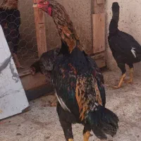 خروس اوشامو تازه بالغ