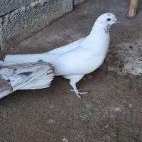 کفتر