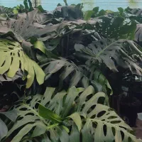 بنجامین آمستل ، انجیری مانسترا ، بلالی