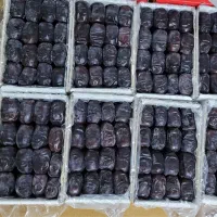 خرمای مضافتی بم