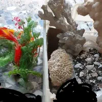 وسایل ماهی آکواریومی گیاه مرجان صخره شن معاوضه