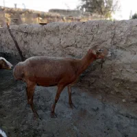 میش چینی مرغایی