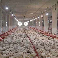 فروش یک واحد مرغداری ۳۰ هزار قطعه ای