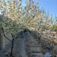 باغ-850متری-سندتک-برگ-باغستان