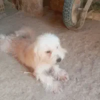 سگ شیتزو